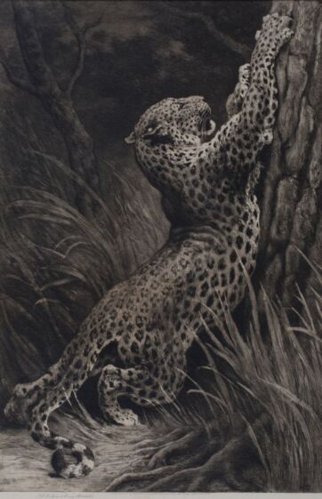 Herbert Dicksee, Leopard clawing a Tree, circa 1924